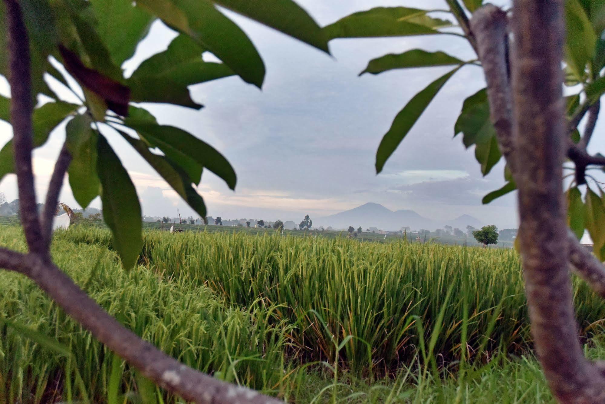 Villa Yenian By Villa Finder Canggu Zewnętrze zdjęcie